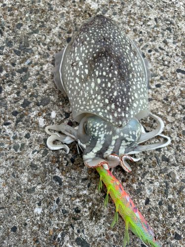 シリヤケイカの釣果
