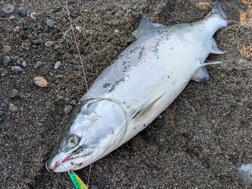 サクラマスの釣果