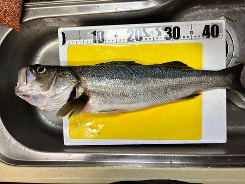 マルスズキの釣果