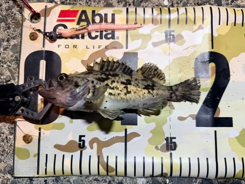 クロソイの釣果