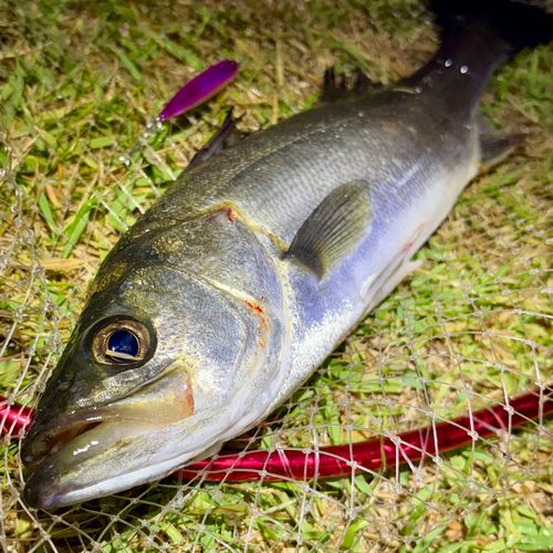 フッコ（マルスズキ）の釣果