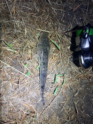 マゴチの釣果