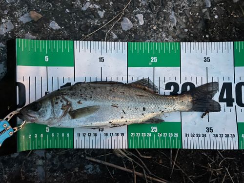 フッコ（ヒラスズキ）の釣果