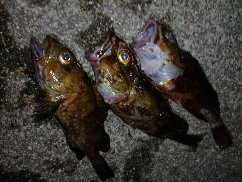 カサゴの釣果