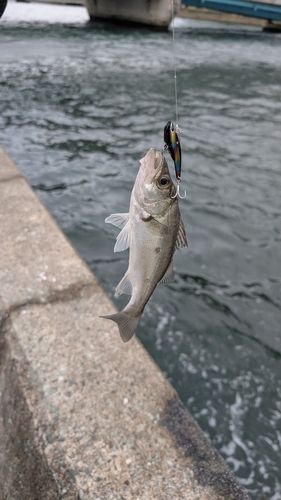 セイゴ（マルスズキ）の釣果