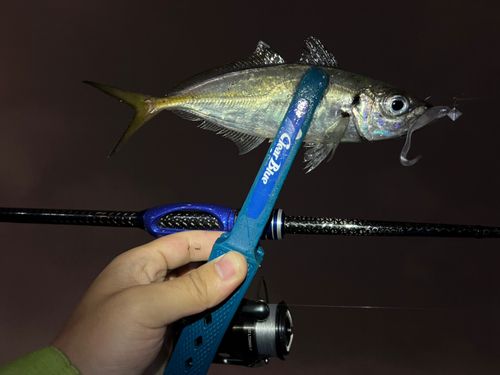 マアジの釣果
