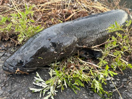 ライギョの釣果