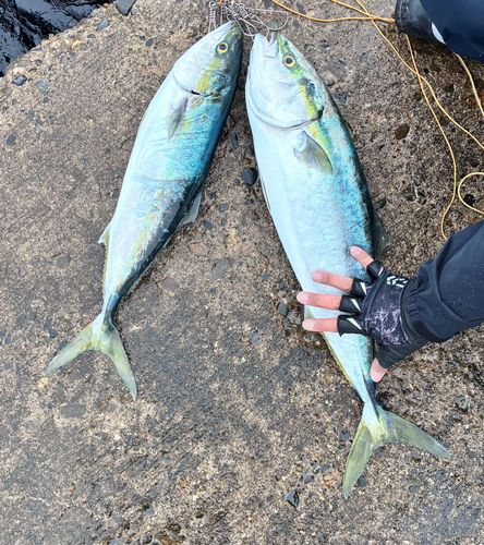 ワラサの釣果