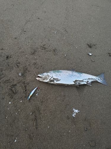 サクラマスの釣果