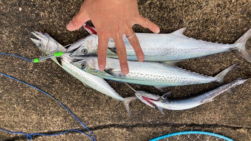サゴシの釣果