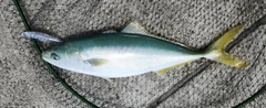 ハマチの釣果