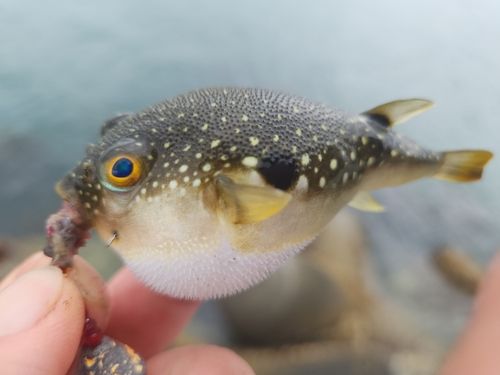フグの釣果