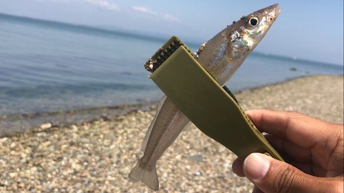 シロギスの釣果