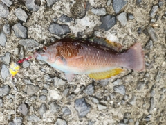 ベラの釣果