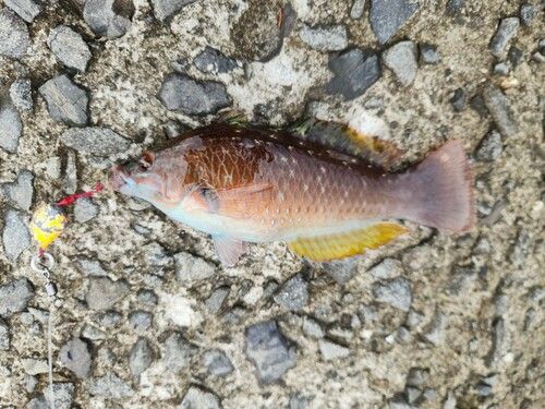 ベラの釣果