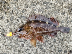 カサゴの釣果