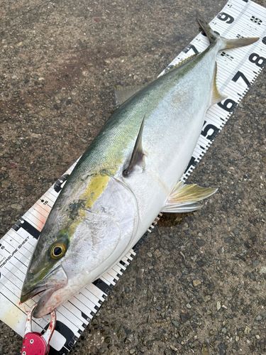 ブリの釣果