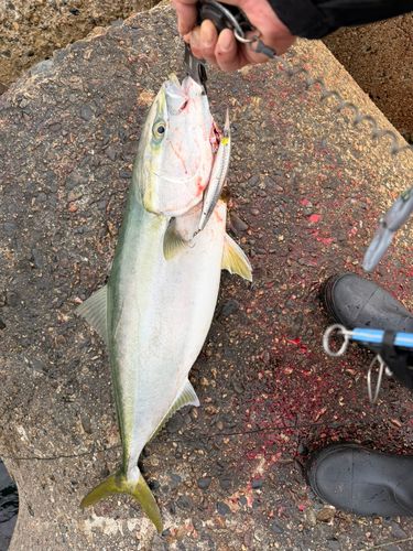 ブリの釣果