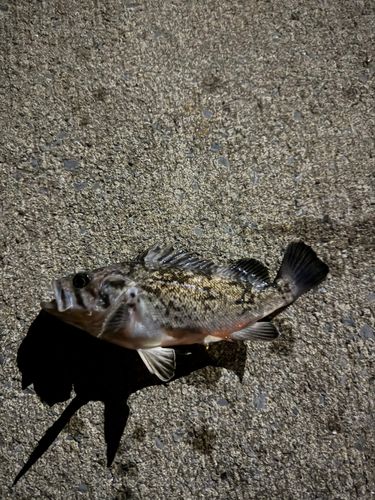 ソイの釣果