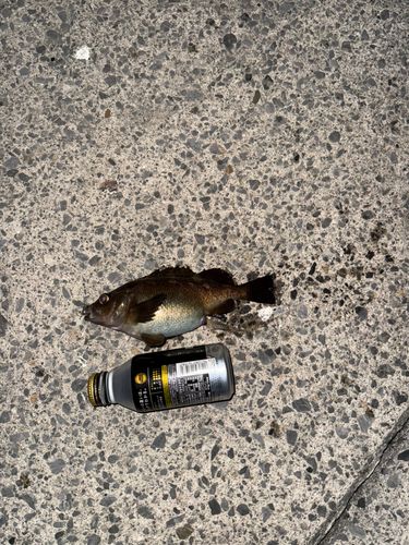 ガヤの釣果