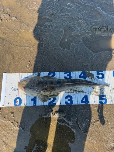 マゴチの釣果