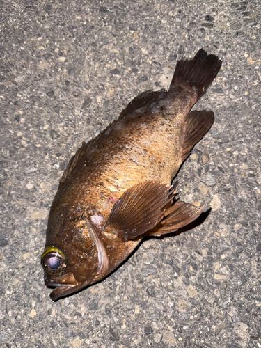 メバルの釣果