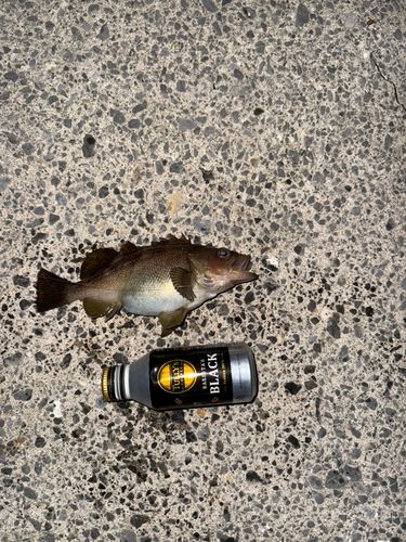 ガヤの釣果