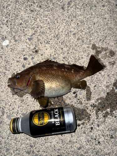 ガヤの釣果