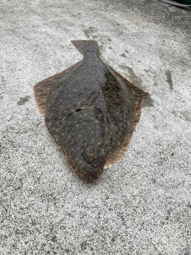 イシガレイの釣果