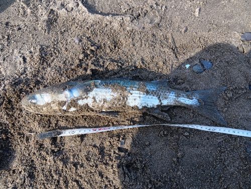 ボラの釣果