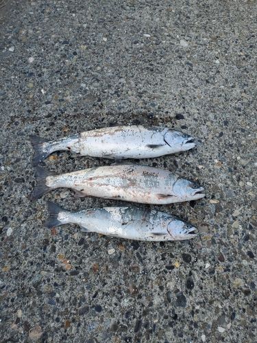 サクラマスの釣果
