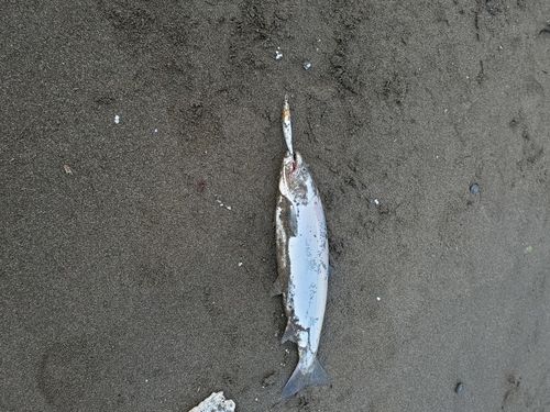 サクラマスの釣果