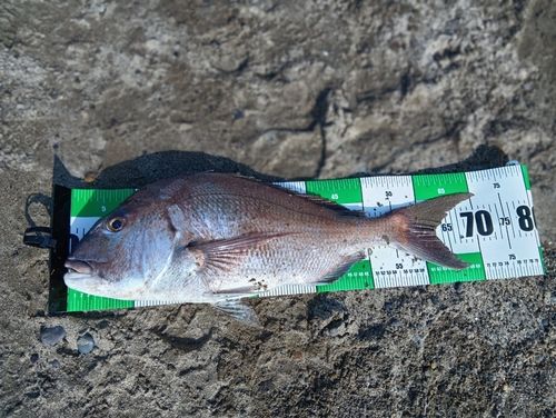 タイの釣果