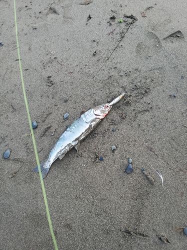 サクラマスの釣果