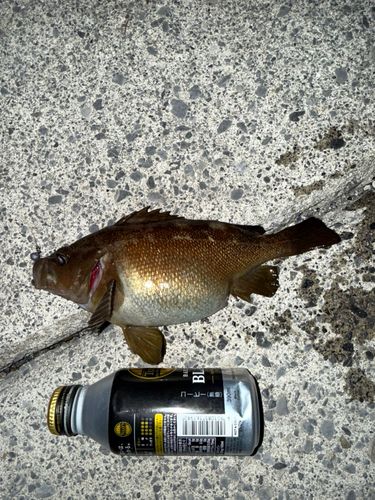 ガヤの釣果
