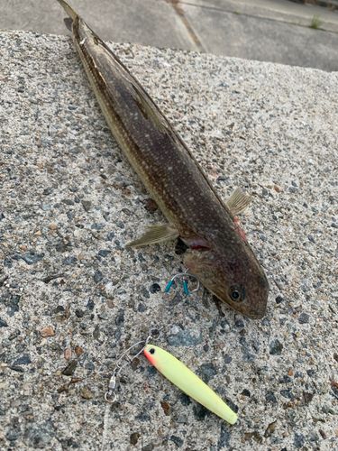 エソの釣果