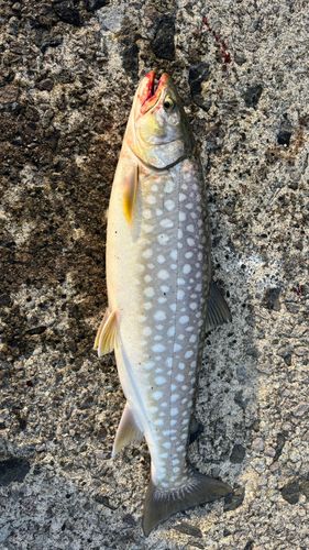 アメマスの釣果