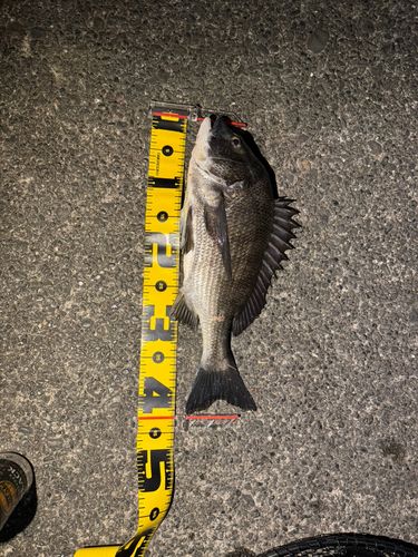 釣果