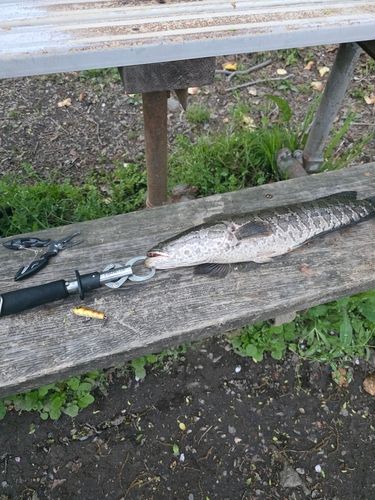 ライギョの釣果