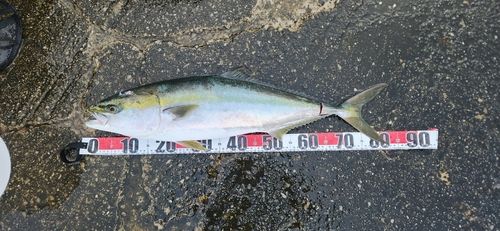 ブリの釣果