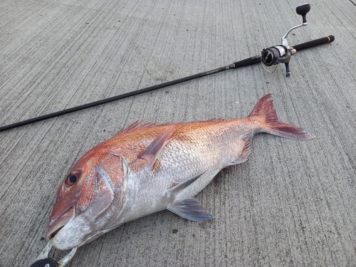 マダイの釣果