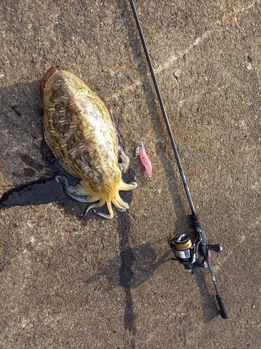コウイカの釣果