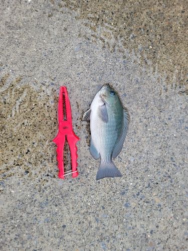 メジナの釣果