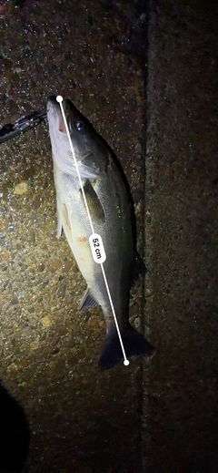 シーバスの釣果