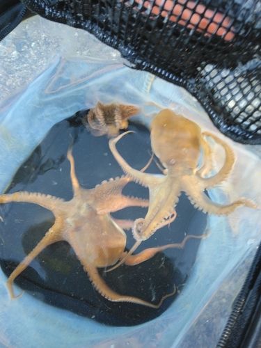 タコの釣果