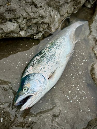 サクラマスの釣果