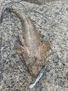 マゴチの釣果