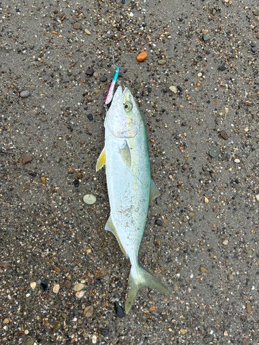 ワカシの釣果