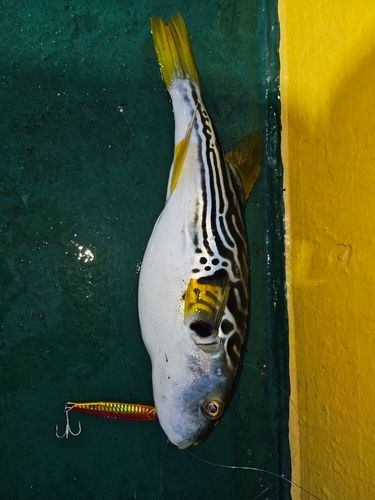 シマフグの釣果