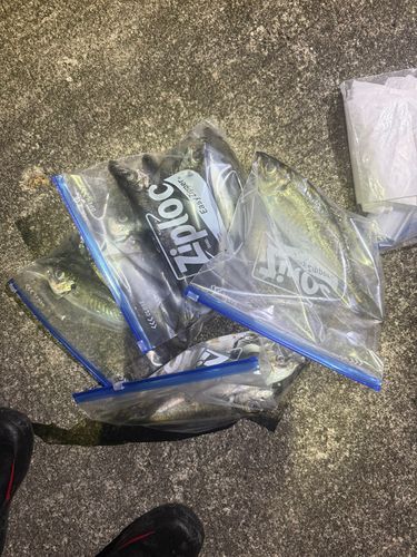 アジの釣果